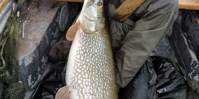 big chew pike.jpg